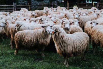 如何饲养绵羊