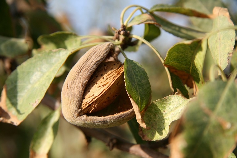 杏仁树的收成和产量