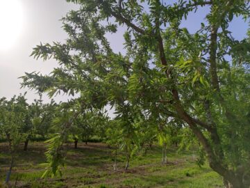 杏仁树的繁殖
