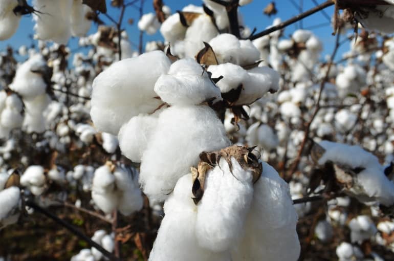 棉花的收成与产量