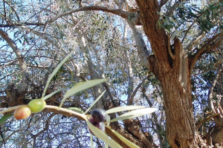橄榄树的授粉和繁殖