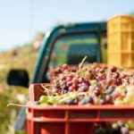 葡萄采收--何时以及如何采收您的葡萄园