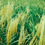 水稻收割、每公顷产量和储存