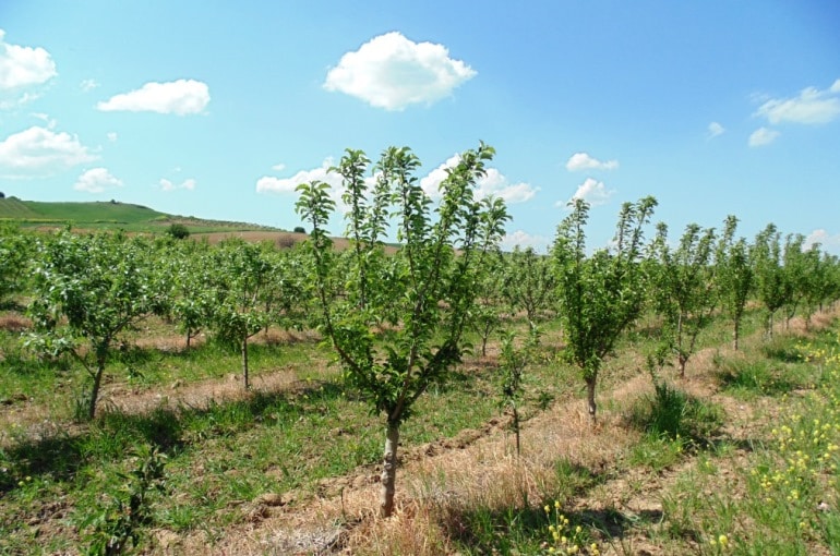 灌溉苹果树