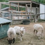 绵羊粪便生产和废物管理
