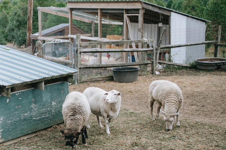 绵羊粪便生产和废物管理