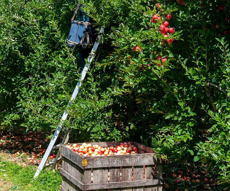 苹果树的收成和产量