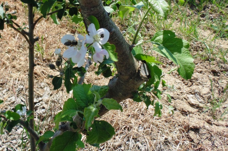 苹果树的繁殖和授粉