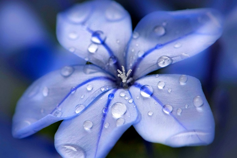 蓝雪花 - 天空之花