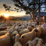 饲养绵羊可以获得收益吗？