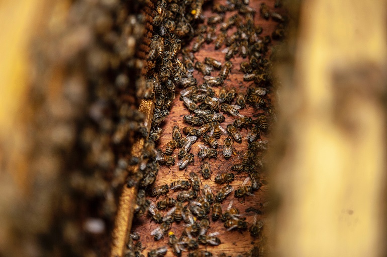 주요 꿀벌 질병
