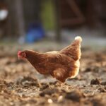 닭 폐기물 관리