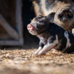 돼지에 대한 Q&A