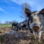 돼지 분뇨 생산 및 폐기물 관리