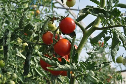 番茄的植物信息