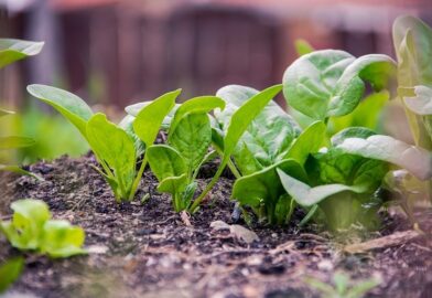 菠菜的植物信息，健康益处和历史