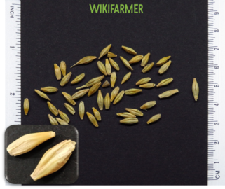 Hordeum vulgare - Barley seeds
