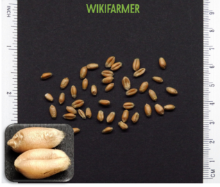 Triticum aestivum L. - Common Wheat seeds