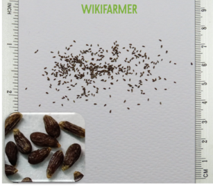 Artemisia dracunculus - Estragon seeds