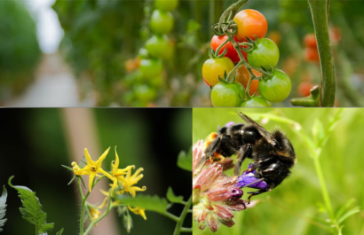 Natural Pollination in greenhouse crops using bumblebees and other beneficial insects