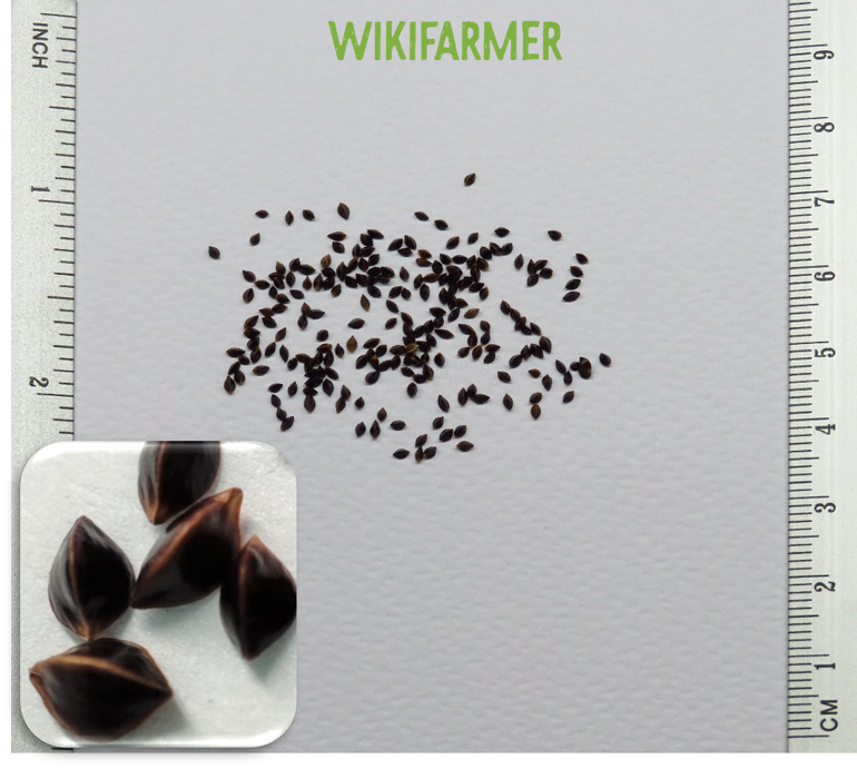 Rumex acetosa - Sorrel seeds