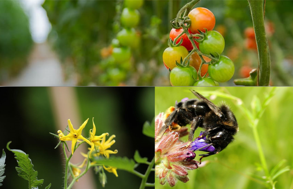 Natural Pollination in greenhouse crops using bumblebees and other beneficial insects Wikifarmer