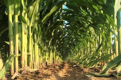 How to successfully control weeds in corn cultivation for higher yields
