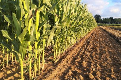 Principles for selecting the best maize variety