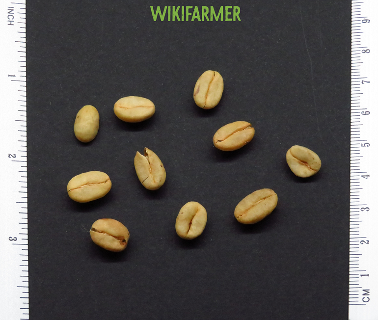 Coffea arabica - Arabian coffee seeds