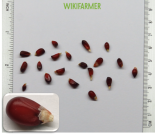 Zea mays L. - Red Popping Corn seeds