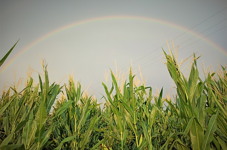 corn crops