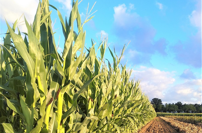 When should sweet corn be harvested?  Mississippi State University  Extension Service