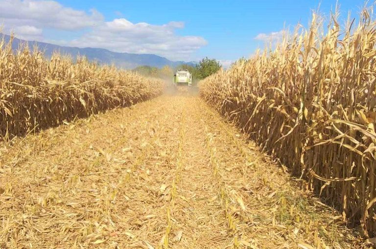 bare-ground-after-maize-harvest-risky-in-winter