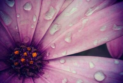 زهرة الديمورفوثيكا (اللؤلؤة الأفريقية – زهرة السلمون)
