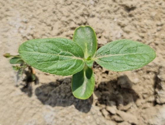 Sunflower seedlings deals