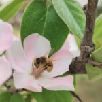 Pourquoi les pollinisateurs sont-ils importants pour l’agriculture ?