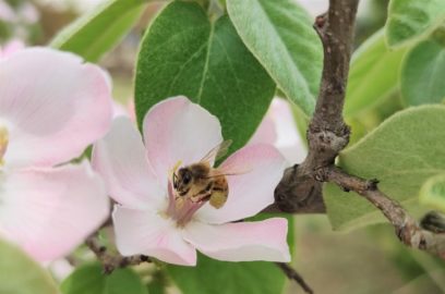 Pourquoi les pollinisateurs sont-ils importants pour l’agriculture ?