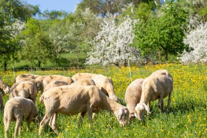 ¿Qué es el pastoreo de rotación y el pastoreo adaptativo multiparcelas?