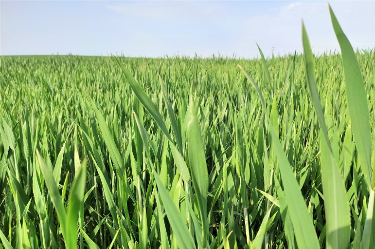 Weed Management in Wheat Farming