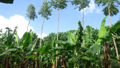 What is Syntropic Farming, and how can farmers benefit