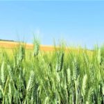 Wheat Fertilizer Requirements