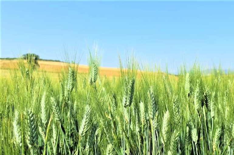 Yield, plant height and spike length of wheat plant