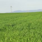 Wheat Pests and Diseases