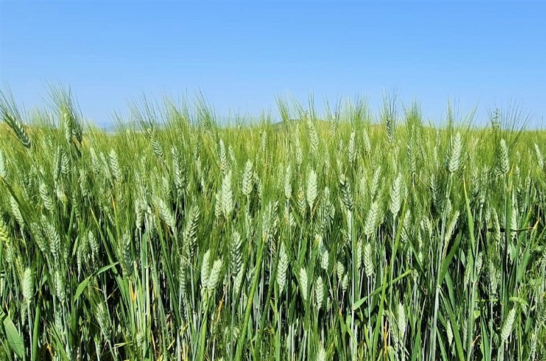 wheat plant information Artigos - Wikifarmer