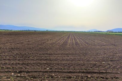 Προετοιμασία και Απαιτήσεις Εδάφους για την Καλλιέργεια Καλαμποκιού - Σπορά Καλαμποκιού