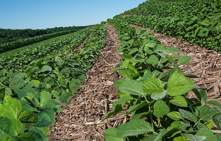 crop rotation