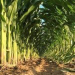 Καταπολέμηση ζιζανίων στην καλλιέργεια καλαμποκιού για υψηλότερες αποδόσεις