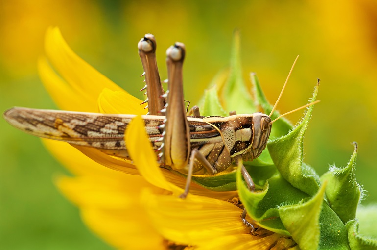 Sunflower pests and diseases