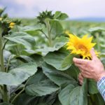 sunflower fertilizer requirements