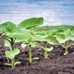 weed management in sunflower farming